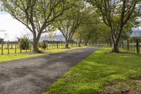 trees lining a road in an open field next to trees, with grass and wire fence separating the road