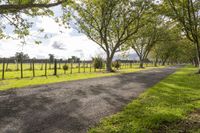 trees lining a road in an open field next to trees, with grass and wire fence separating the road