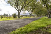 trees lining a road in an open field next to trees, with grass and wire fence separating the road