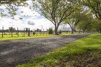 trees lining a road in an open field next to trees, with grass and wire fence separating the road