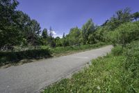 Lush Vegetation in Ontario's Canadian Landscape