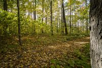 Lush Vegetation in an Open Space