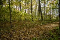 Lush Vegetation in an Open Space
