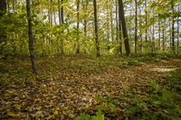 Lush Vegetation in an Open Space