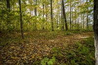 Lush Vegetation in an Open Space