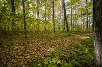 Lush Vegetation in an Open Space