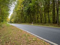 a man riding a motorcycle on a tree lined road in autumn colors, at a forest