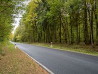 a man riding a motorcycle on a tree lined road in autumn colors, at a forest