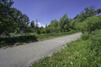 Lush Vegetation Road in Ontario, Canada