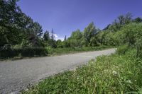 Lush Vegetation Road in Ontario, Canada