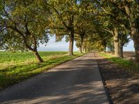 a country road lined by large trees with leaves lining the sides of it and a grassy green field in front