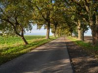 a country road lined by large trees with leaves lining the sides of it and a grassy green field in front