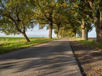 a country road lined by large trees with leaves lining the sides of it and a grassy green field in front