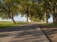 a country road lined by large trees with leaves lining the sides of it and a grassy green field in front