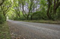 Lush Vegetation and Tall Trees in the Forest