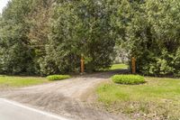 Lush Vegetation in Toronto, Canada