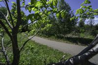 the skateboarder is riding the empty trail near the trees with his board in hand