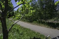 the skateboarder is riding the empty trail near the trees with his board in hand