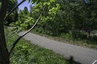 the skateboarder is riding the empty trail near the trees with his board in hand