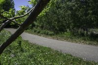 the skateboarder is riding the empty trail near the trees with his board in hand