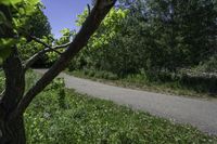 the skateboarder is riding the empty trail near the trees with his board in hand