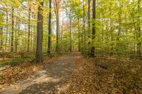 Lush Vegetation in Toronto: A Park for Recreation