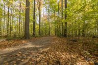 Lush Vegetation in Toronto: A Park for Recreation