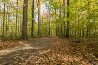 Lush Vegetation in Toronto: A Park for Recreation