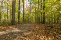 Lush Vegetation in Toronto: A Park for Recreation