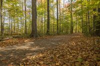 Lush Vegetation in Toronto: A Park for Recreation