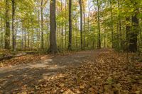 Lush Vegetation in Toronto: A Park for Recreation