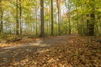 Lush Vegetation in Toronto: A Park for Recreation