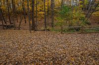 leaves spread out across a leaf - strewn forest floor in front of a bench and bench in the foreground