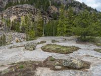 a dog stands on the edge of some large boulders in the middle of trees and rocks