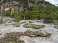 a dog stands on the edge of some large boulders in the middle of trees and rocks