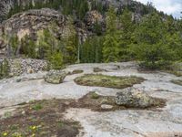 a dog stands on the edge of some large boulders in the middle of trees and rocks