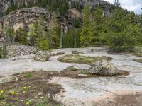 a dog stands on the edge of some large boulders in the middle of trees and rocks