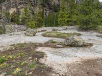 a dog stands on the edge of some large boulders in the middle of trees and rocks