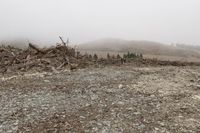 a large pile of trees and rocks near a forest with foggy sky and mountain on the horizon