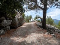 large rocks at the side of a road surrounded by green trees and rocks with grass and pine branches