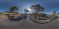 a curved road running between two trees with one tree growing on top of it in the background is a beach