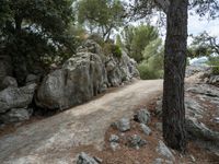 the road is wide, clear and rocky near a rock wall with many tree branches