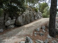 the road is wide, clear and rocky near a rock wall with many tree branches