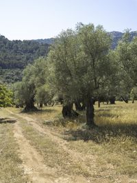 the dirt road passes through a field with olive trees and grass on it and mountain in the background