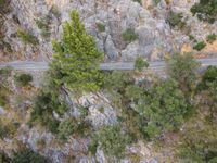 a car on the road between a mountain and evergreen forest at the bottom of a cliff