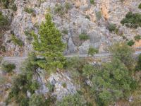 a car on the road between a mountain and evergreen forest at the bottom of a cliff