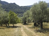 an image of a field of olive trees with dirt roads and trees in the foreground
