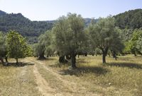 an image of a field of olive trees with dirt roads and trees in the foreground