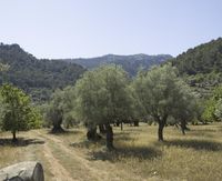 an image of a field of olive trees with dirt roads and trees in the foreground