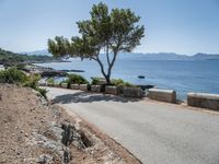 a tree stands on a road beside an ocean with rocks and green trees nearby the water